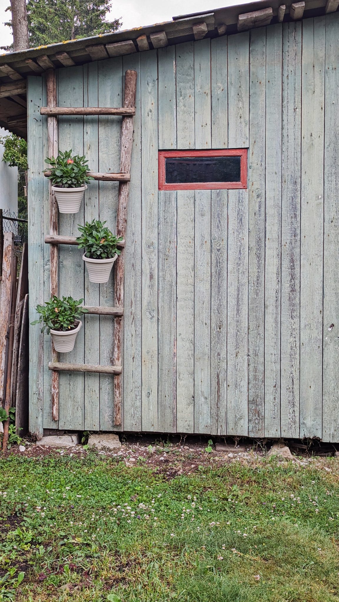 Abri de jardin rustique avec des plantes en pot sur une échelle décorative